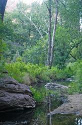 Gaan Canyon Vegetation